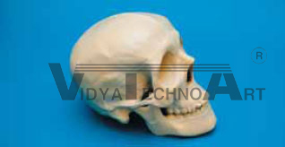 Skull, no holder, hollow, mandible